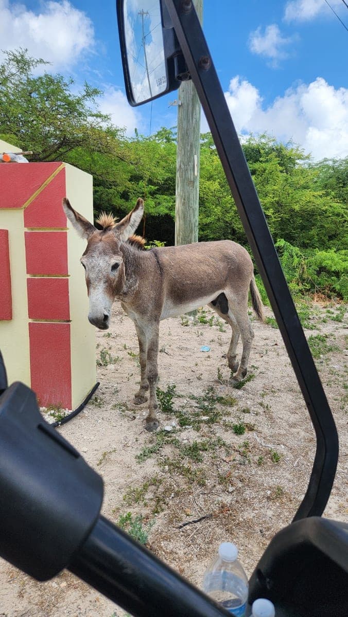Wild donkey standing beside a roadside wall on Grand Turk